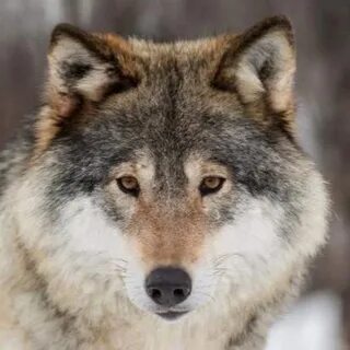 Животное сер