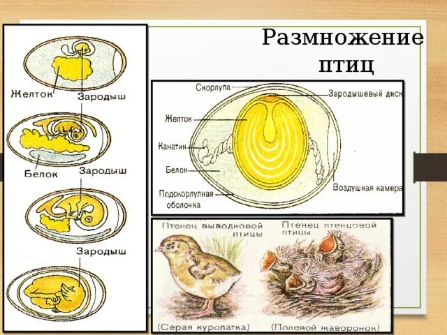 Тест размножение птиц. Строение яйца курицы (по Белоусову, 1993). Размножение и развитие птиц развитие яйца и зародыша. Размножение и развитие птиц строение яйца. Размножение и развитие птиц схема.