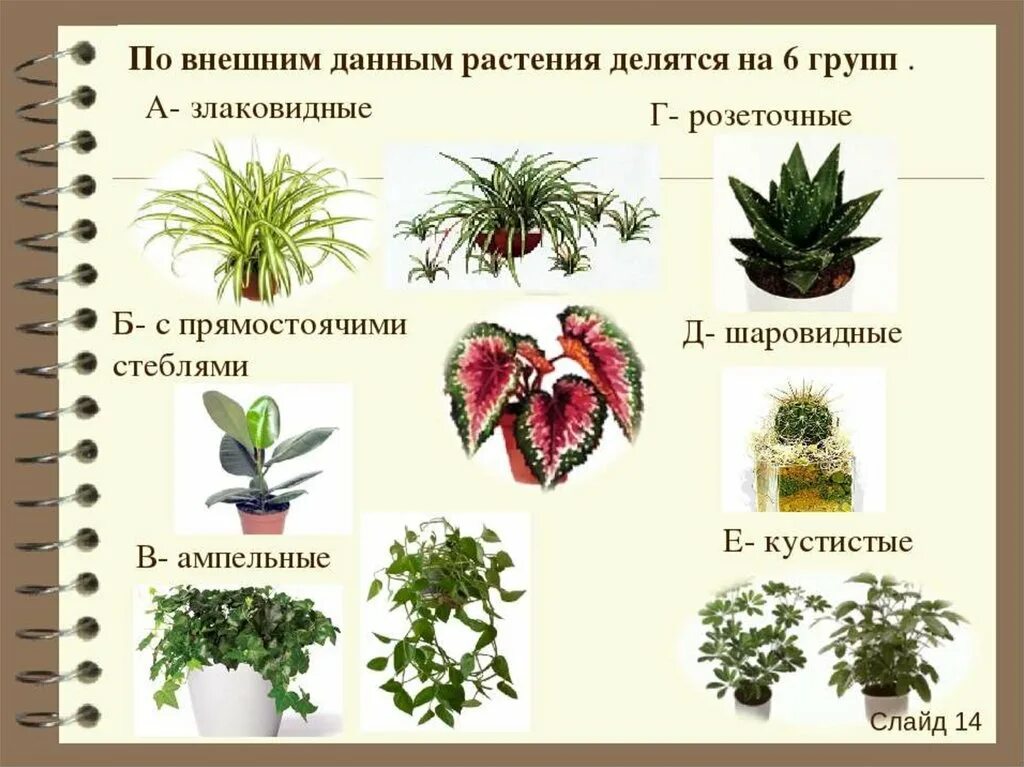 Группы комнатных растений. Комнатные растения названия. Классификация комнатных растений. Название домашних растений.