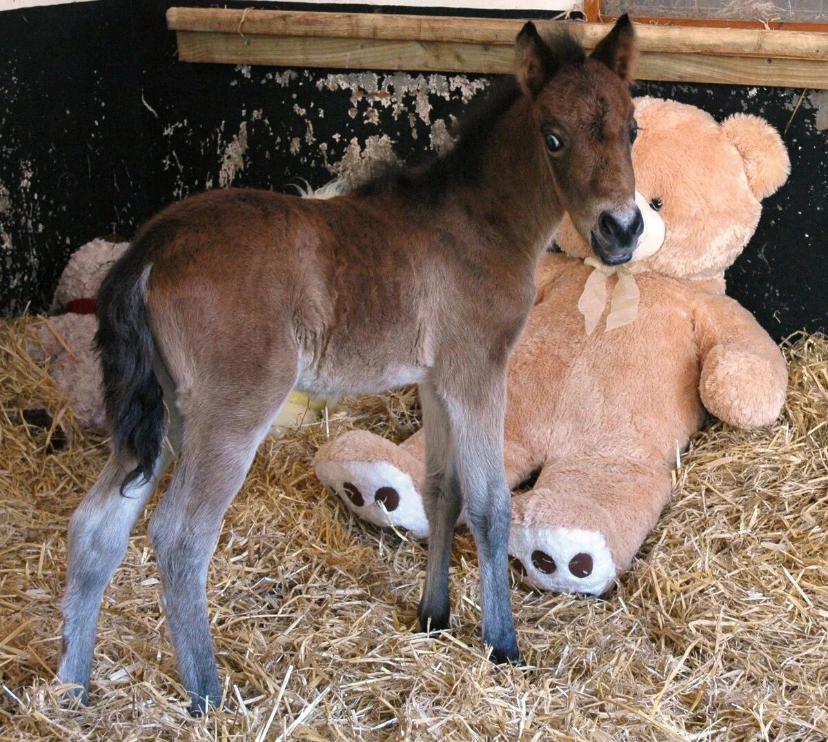 Жеребенок. Новорожденные жеребята. Жеребенок пони. Лошадь с жеребенком.