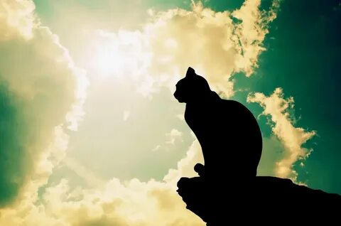 Соболезнования коту
