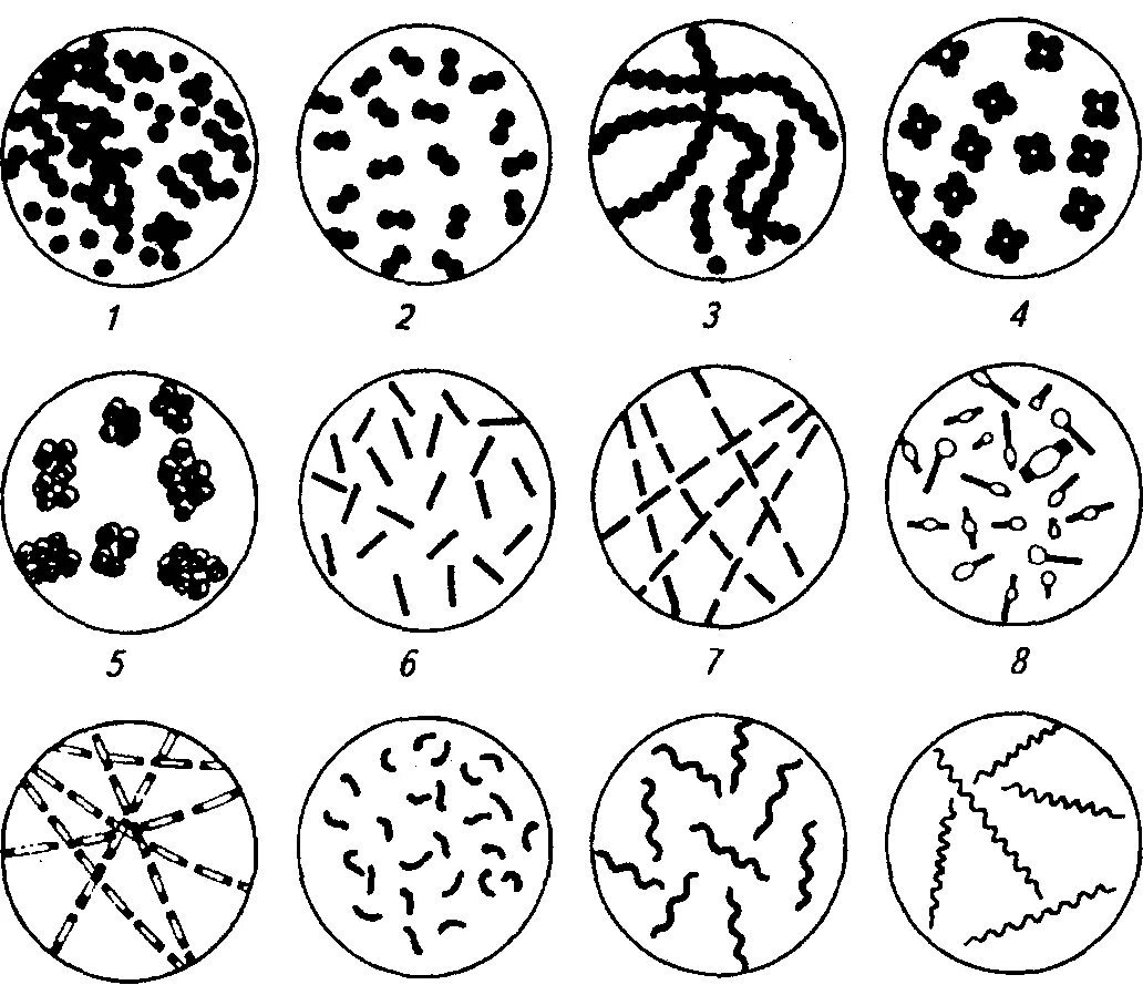 Три группы бактерий. Шаровидные и палочковидные формы бактерий. Морфология бактерий палочковидные бактерии. Формы бактерий микробиология кокки. Формы бактерий кокки палочковидные и извитые.