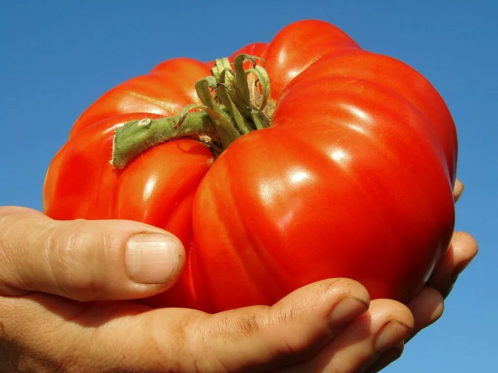 Томат алтайский красный. Томат Гигантелла. Мегагрон сорт томата. Томат Алтайский шедевр. Томат хохол гигант.