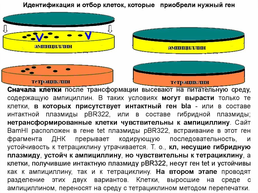 Отбор клеток. Устойчивость интактных клеток. Клетка несущая гены. Ген bla. Ген резистентности