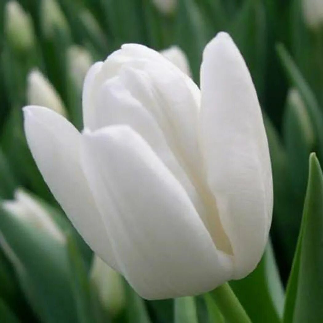 Тюльпан дайтона. Белые тюльпаны сорта. Тюльпан бахромчатый snow crystal. Тюльпан уайт дрим. Тюльпан сноу кристал.
