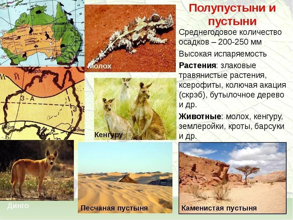 Пустыни полупустыни растительный Австралия. Пустыни и полупустыни Австралии животные. Растительный и животный мир пустынь и полупустынь Австралии. Растительный мир пустынь и полупустынь в Австралии.