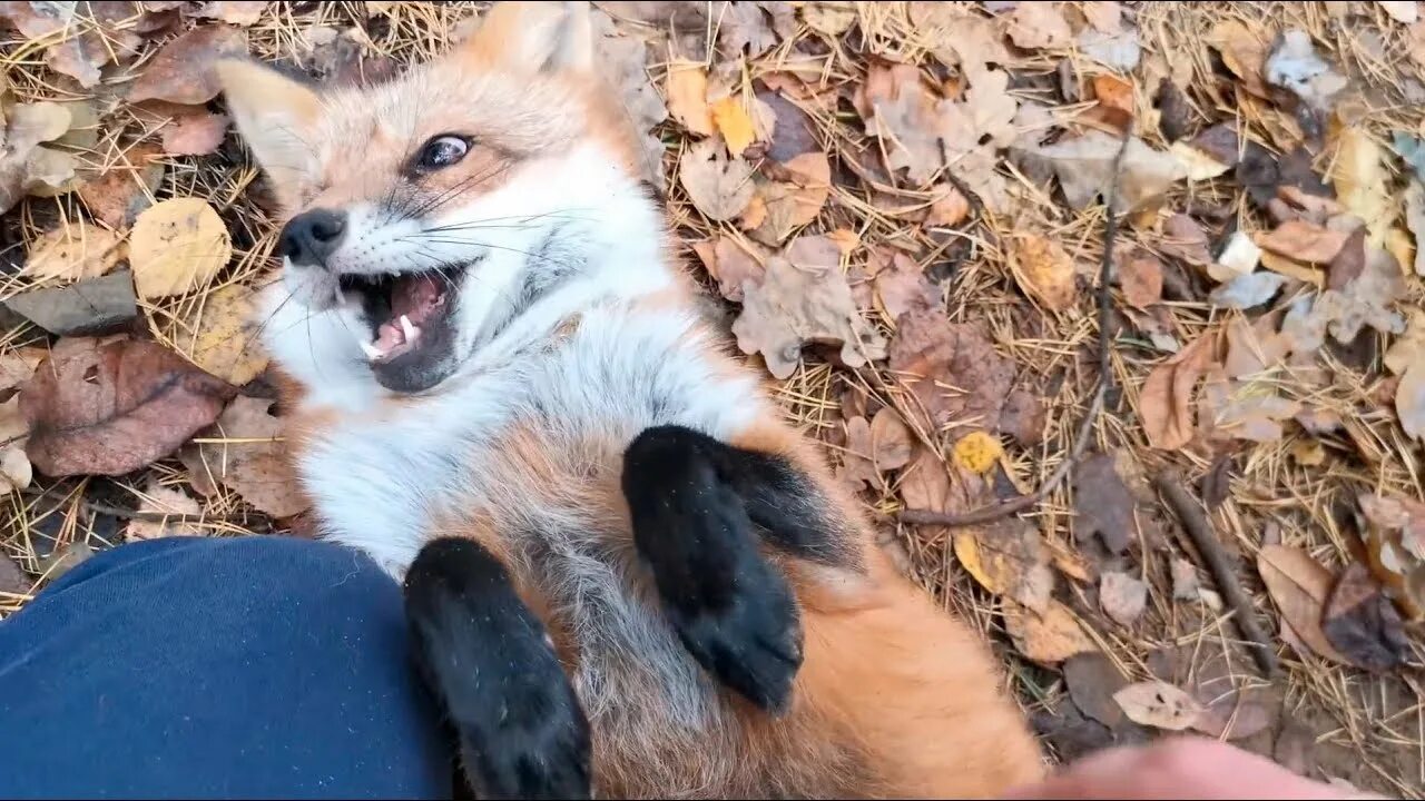 Лисы на ужине. Лиса алиса лисяо. Значение лисиц в природе. Лисяо лиса алиса хозяин. Выпустить лису.