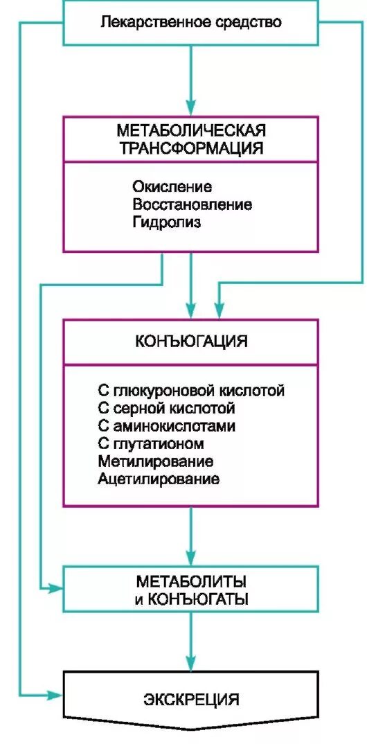 Трансформация средств. Метаболизм (биотрансформация) лекарственных веществ в организме. Фазы биотрансформации лекарственных средств. Фазы метаболизма лекарственных веществ. Биотрансформация превращений лекарственных веществ в организме.