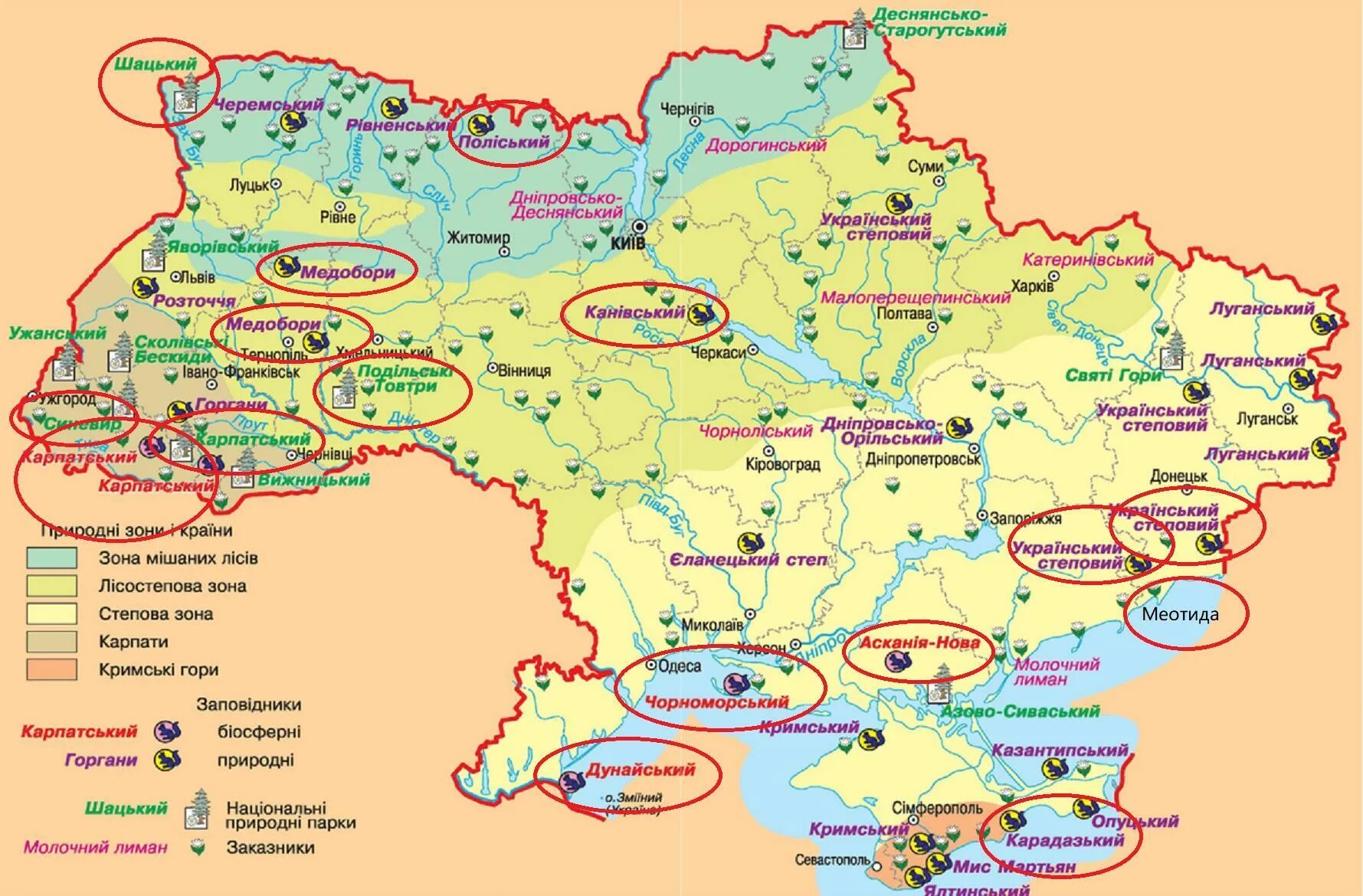 Природні зони україни та кримські гори й карпати. Карта природных зон украины с областями. Степное на карте украины. Форми рельєфу україни. Біосферні заповідники україни карта.