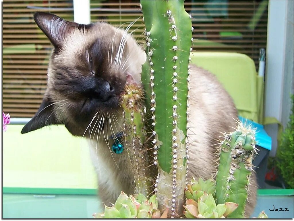 Коты и кактусы. Котик Кактус. Коты едят кактусы. Кот жрет Кактус. Кошка съела тюльпан