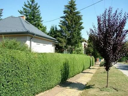 Быстрорастущие деревья для дачи