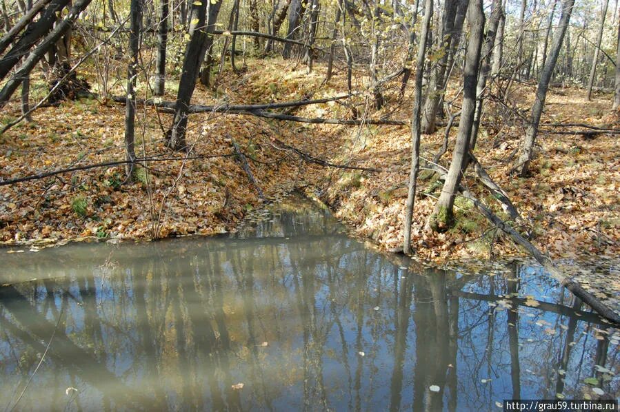 Вода в черемшане. Мертвая вода картинки. черемшаны приморский край. черемшан вода фото. река черемшан.