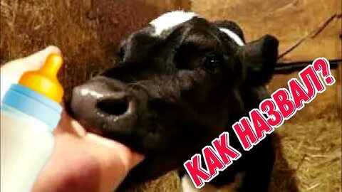 Клички телятам бычкам