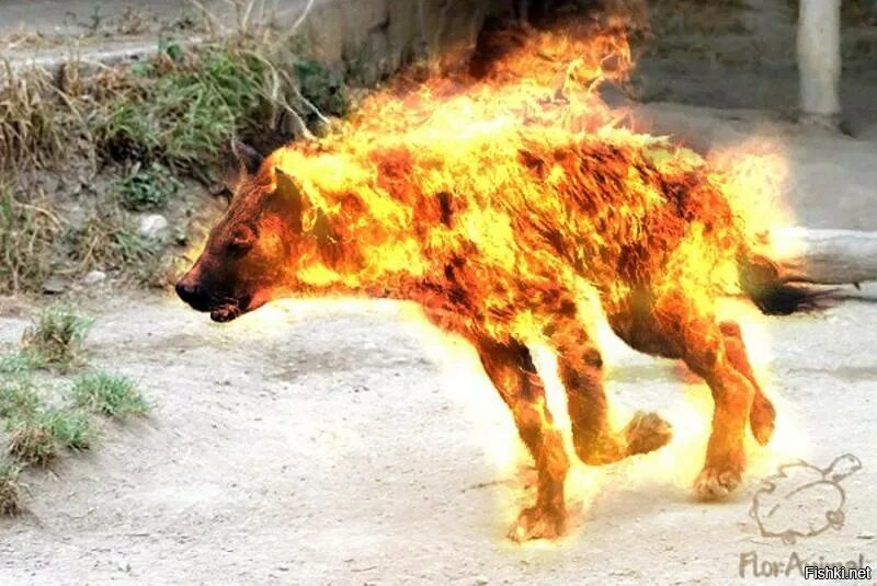 Живьем в аду. Геенна Огненная ад. Иерусалим гиена Огненная. Горящая собака.