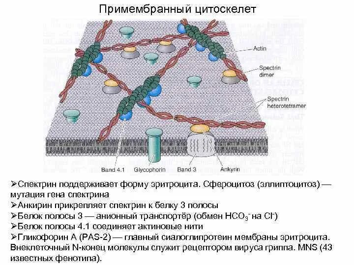 Плазмолемма эритроцита. Строение плазмолеммы эритроцита. Строение плазмолеммы и цитоскелета эритроцита. Строение цитоскелета эритроцитов. Примембранный цитоскелет эритроцита.