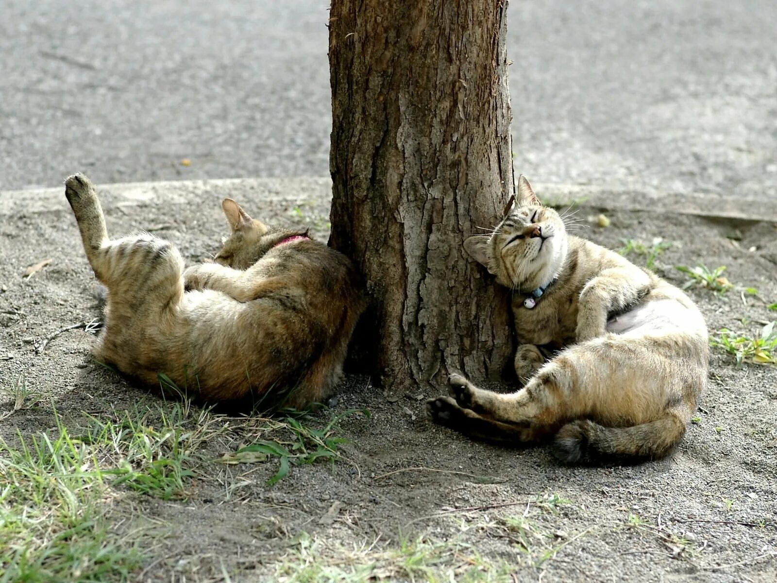 Две пьяные кошки. Мартовский кот. Животные в смешных позах.