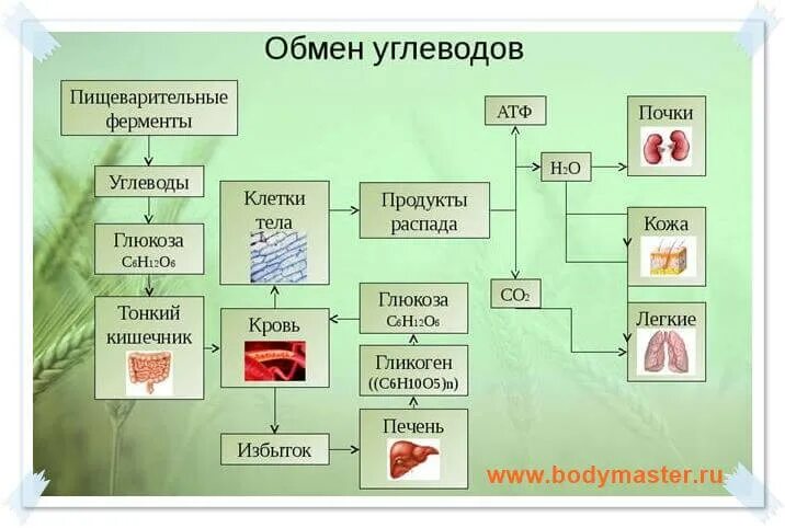 Процесс углеводного обмена. Метаболизм углеводов в организме человека схема. конечные продукты обмена углеводов. конечный продукт углеводов в организме человека. конечные продукты метаболизма углеводов.