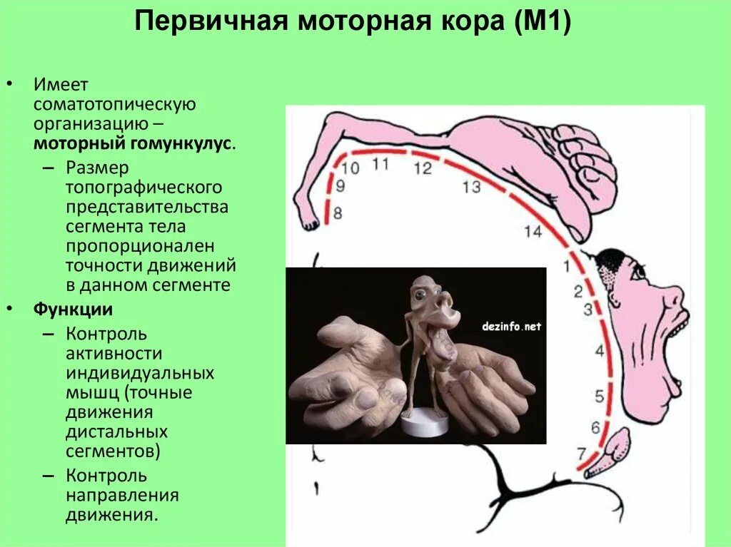 Функции нервной системы двигательная. Соматотопическая организация первичной моторной коры.