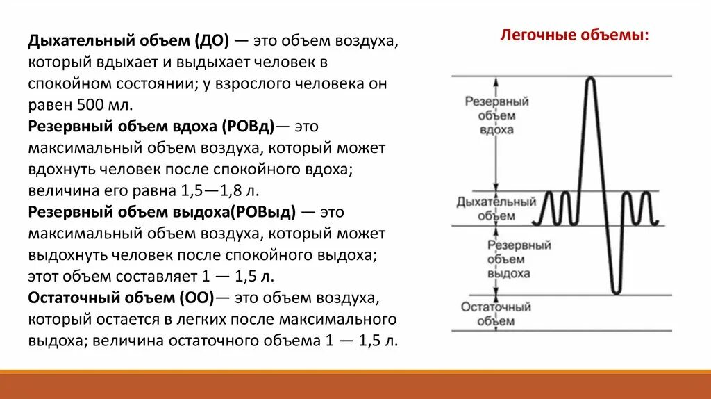 Максимальная жизненная емкость легких