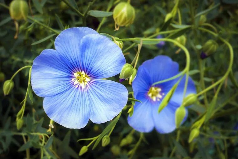 Linum lewisii Pursh Wild blue flax, Prairie flax, Lewis flax Linaceae (Flax Fami