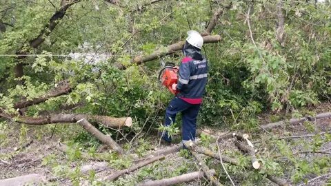 На мальчика упал дерево