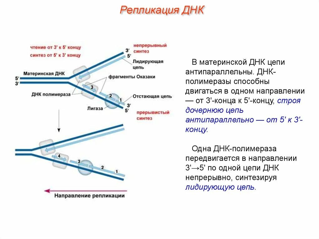 Образование дочерних днк. Репликация ДНК ФРАГМЕНТЫ Оказаки. Схема репликации ДНК эукариот. Репликация на лидирующей цепи. Репликация ДНК идет от 5 к 3.