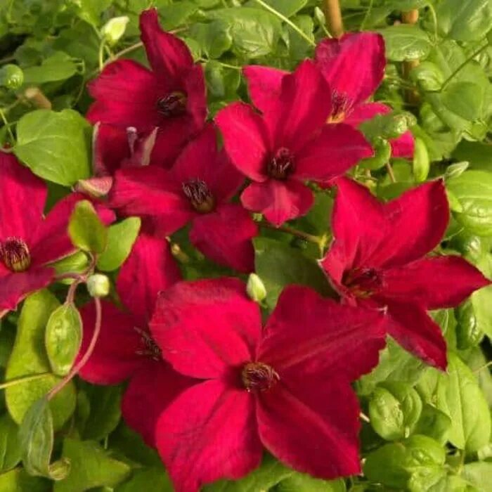 Clematis 'John Howells' - a profusion of brilliant scarlet 2-3" flowers on 10' v