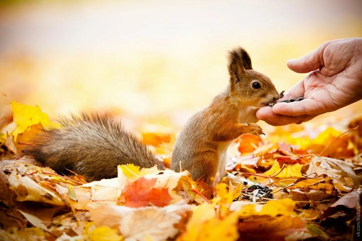 Проявление добра. Доброта картинки. Чудеса добрые дела. Чудеса добрые дела. Добрые поступки.