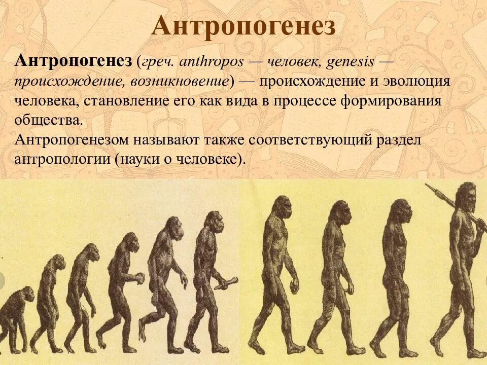 Антропогенез. Антропогенез человека. Эволюция человека. Стадии происхождения человека.