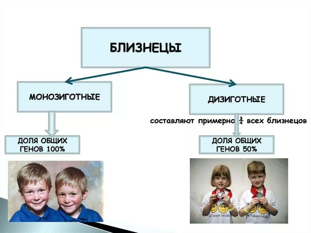 Близнецовый метод в генетике человека. Монозиготные гомозиготные Близнецы. Монозиготные Близнецы и дизиготные Близнецы. Близнецовый метод однояйцевые. Двуяйцевые дизиготные Близнецы.