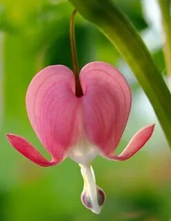 Unique flower