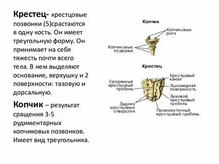 Какие кости срастаются в процессе жизни