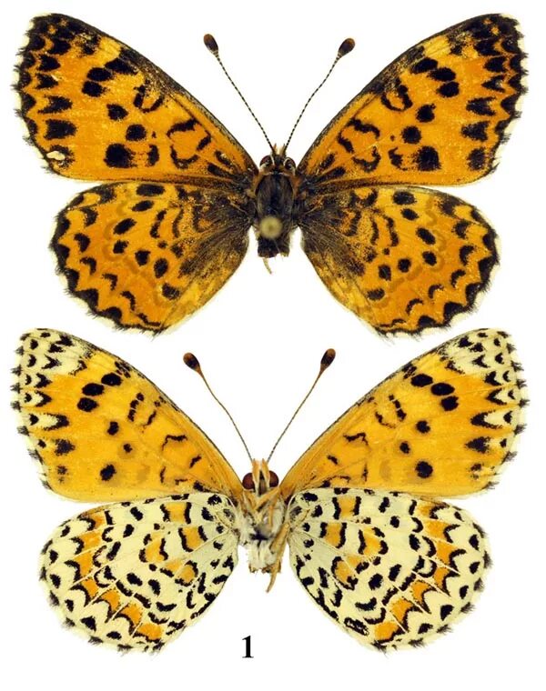 1 вариант бабочка. Бабочка 3д принтер для печати. 1 вариант бабочка. Стикеры "бабочки". Узоры на крыльях бабочки.