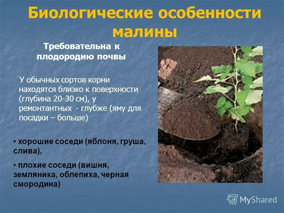 корневая система малины. корневище малины. размер корневой системы малины. черенки ежевики. строение куста крыжовника.