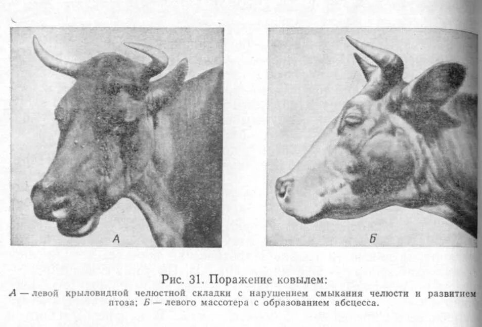 Травма крс