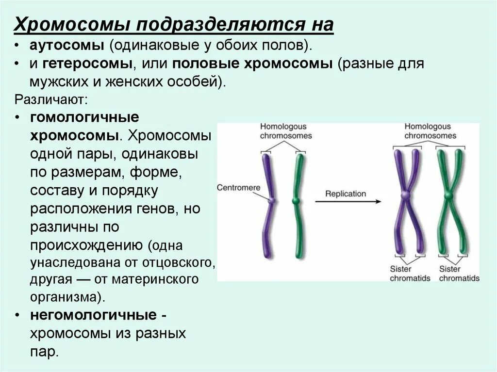 Гомологичные хромосомы биология 11 класс. Гомологичные хромосомы набор хромосом. Парные гомологичные хромосомы. Гомологические хромосомы это хромосомы. Парные гены расположенные в гомологичных