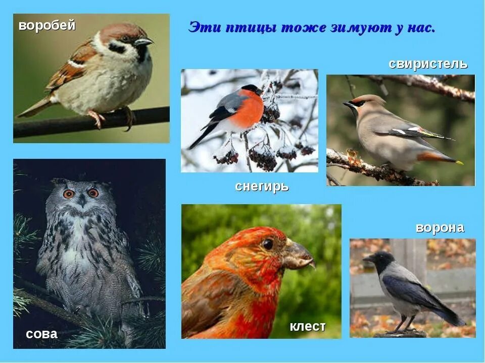 Зимующими называют птиц которые. Зимующие птицы. птицы южного урала. зимующие птицы урала.