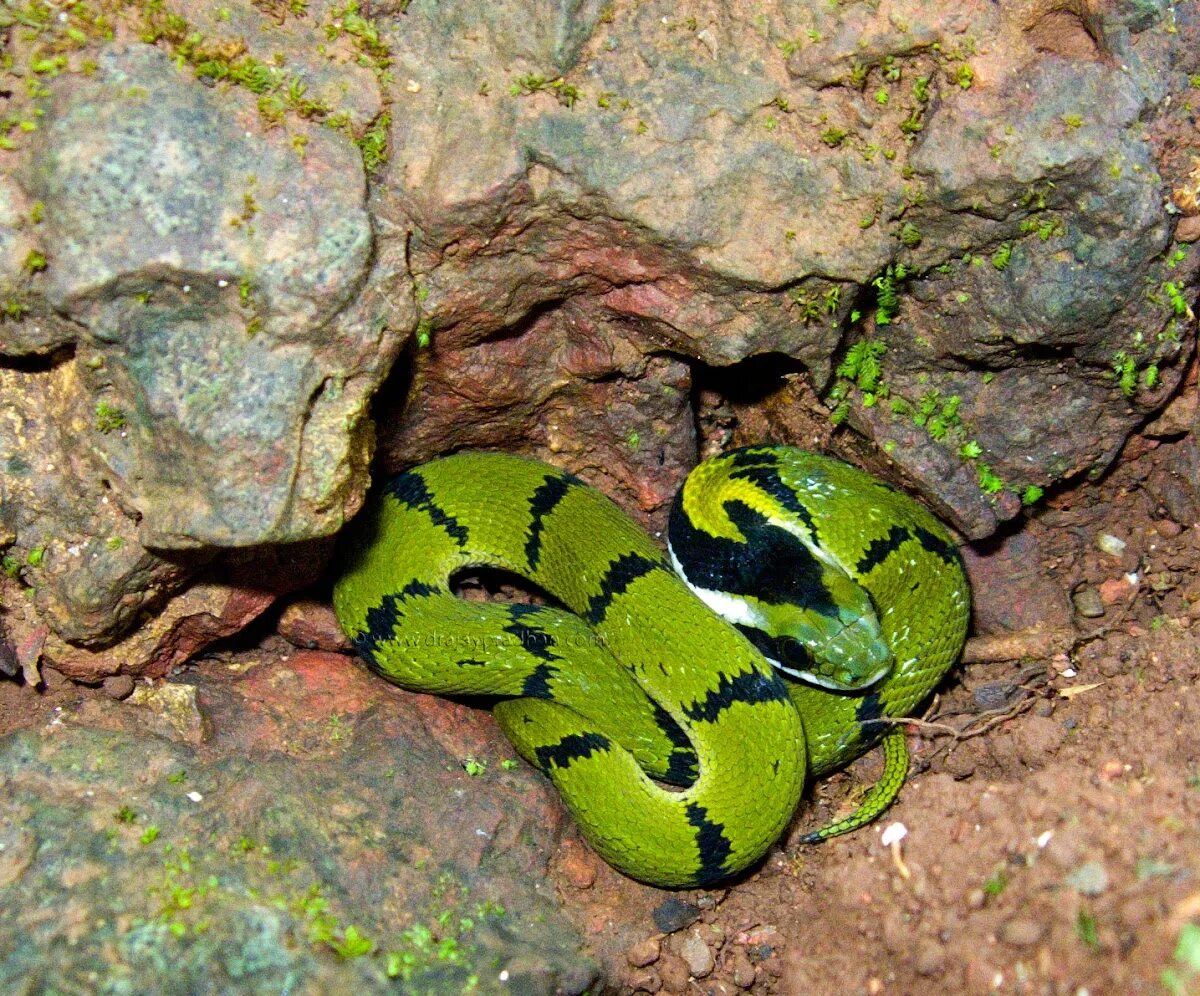 Thick snake. Зеленый килебрюхий уж. Macropisthodon. Keelback Snake. Яды позвоночных.