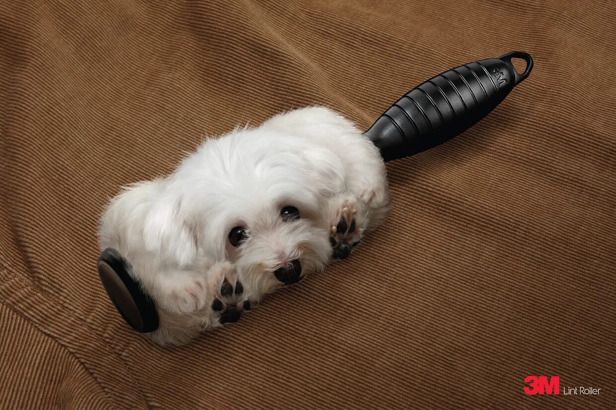 маленькие собаки которые мало линяют. маленькие собаки которые мало линяют. порода собак йоркширский терьер мини. корги пемброк флаффи. маленькие собаки которые мало линяют.