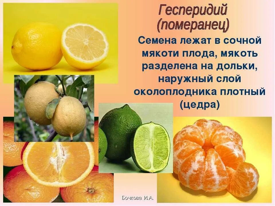 Какое значение имеет мякоть