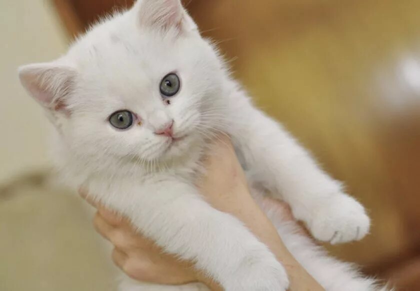 Мальчик держит кота. Белая кошек мальчик. Белая кошек мальчик. Серо-белый котёнок. Имена для котят мальчиков.