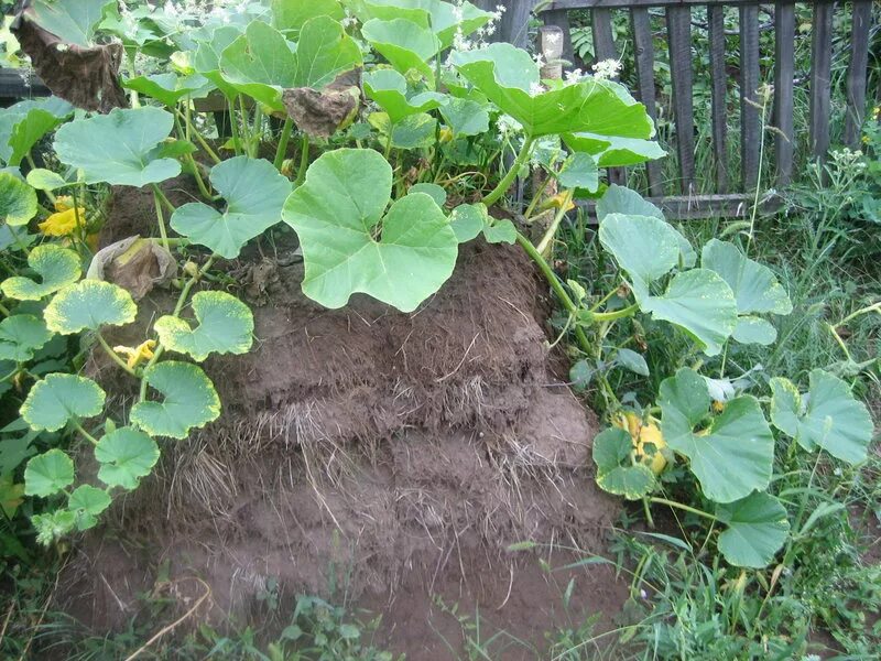 Можно ли сажать тыкву кабачками. Огурцы на компостной куче. Тыква на компостной куче. Кабачки на грядке. Грядка для кабачков.