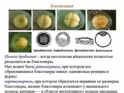 Анимальный полюс яйцеклетки