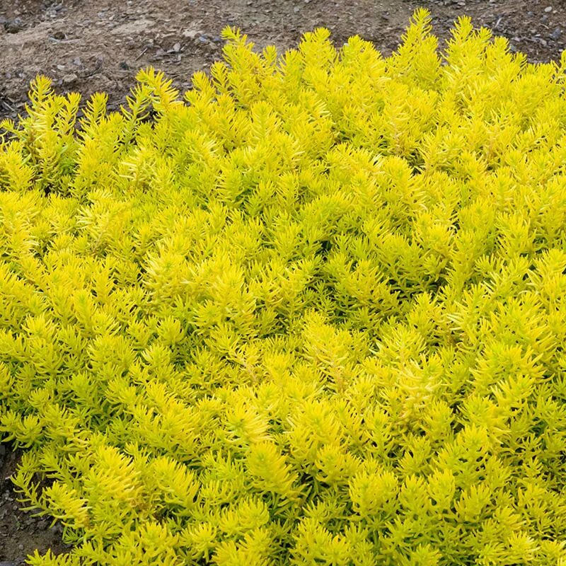 Очиток отогнутый ангелина описание фото Sedum rupestre 'Angelina' Boething Treeland Farms
