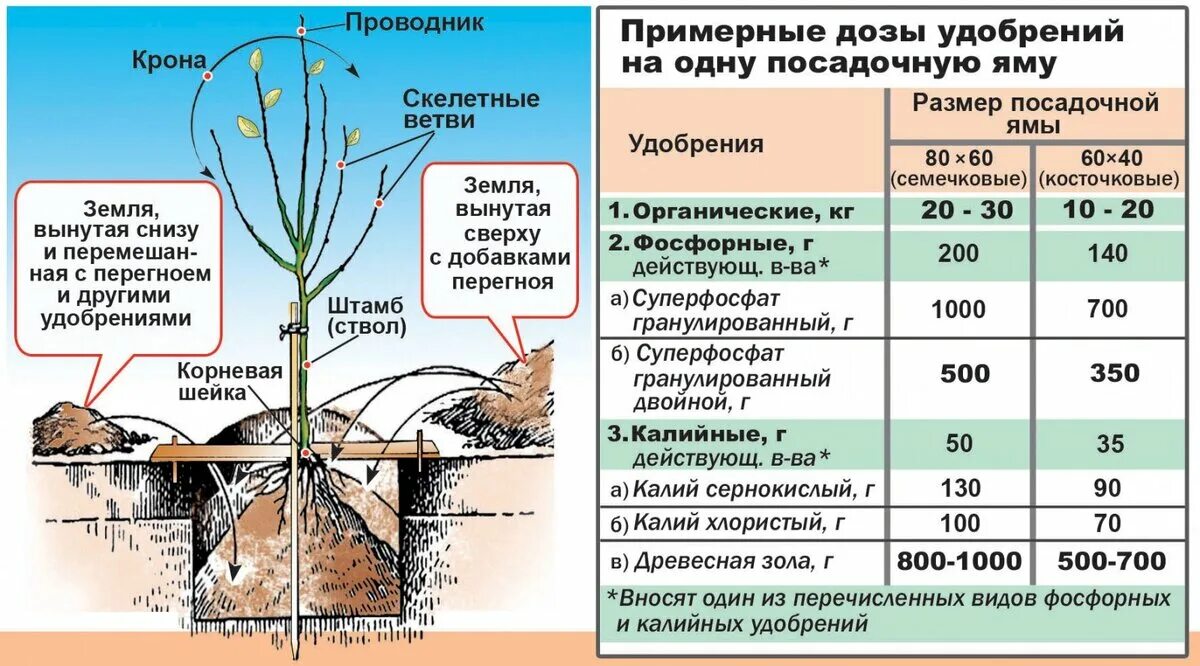 Высота саженца розы 10 см какой высоты. Сроки посадки саженцев плодовых деревьев. Схема выращивания плодовых саженцев. Посадка саженцев плодовых деревьев весной груши. Схема подкормки плодовых деревьев.