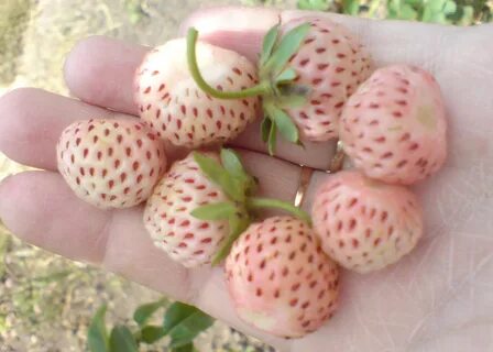 Клубника сорт ананасная отзывы