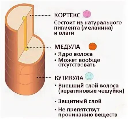 Основные слои волоса
