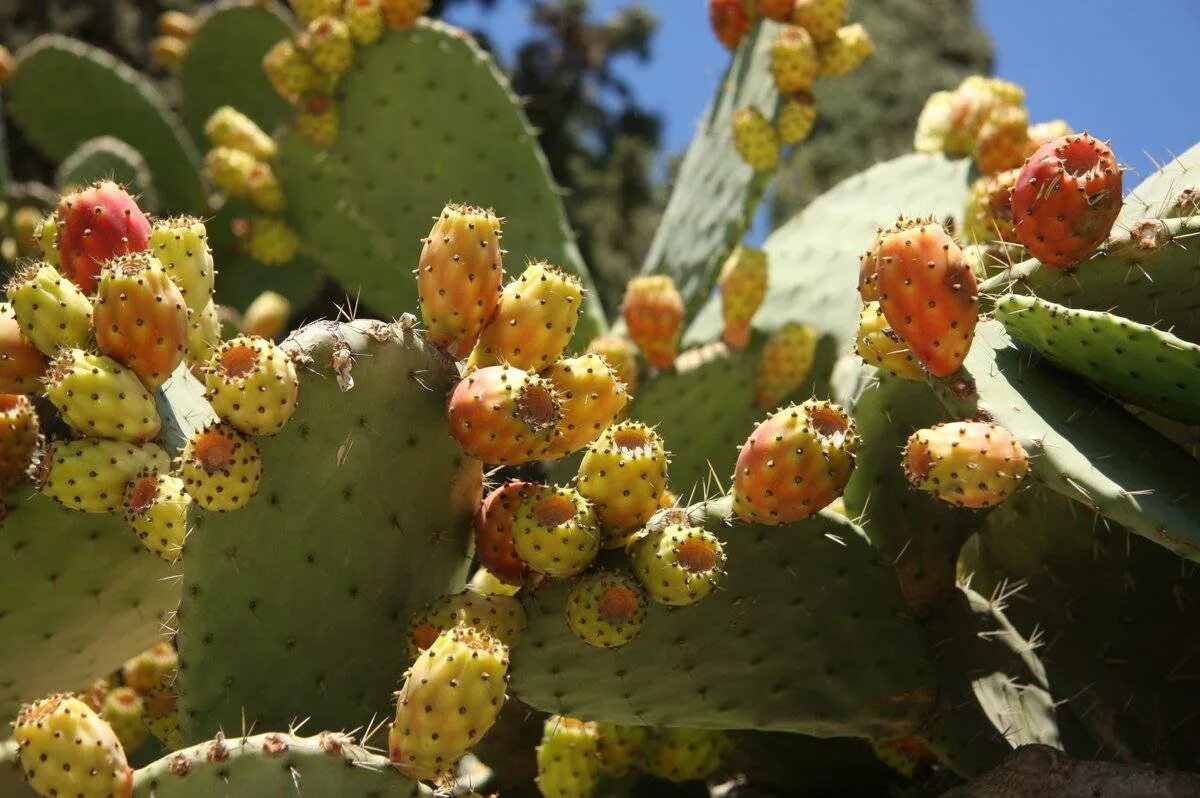 Cactus dg. Кактус опунция. Опунция индийская Инжирная. Опунция Opuntia quitensis. Опунция мраморная.