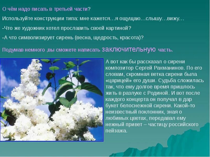 Сочинение про сирень. Сирень в корзине 5 класс. Сочинение про сирень 5 класс. Описание букета сирени. Сирень в корзине описание сирени