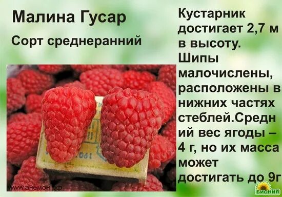 Малина Гусар ремонтантная. Малина сорт Гусар. Малина Гусар описание. Малина Гусар фото. Малина гусар отзывы садоводов описание сорта